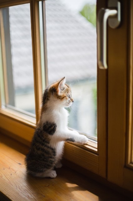 Junge Katze auf dem Fensterbrett vor einem PVC-Fenster in Holzoptik