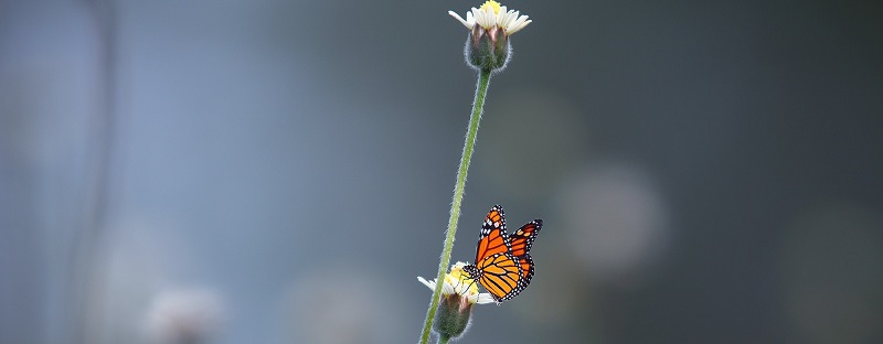 insektenschutzrollo kaufen schmetterling