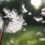 Zubehör Fenster und Türen - Schutz gegen Pollen